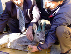 Köpekten kaçarken dereye atladı!