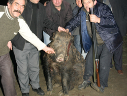 Vatandaşın domuz avı!