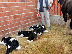 Veterinerleri de şaşırtan inek!