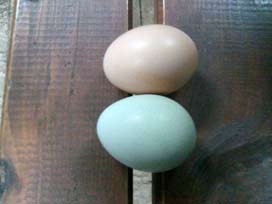 Tavuk bu sefer yeşil yumurtladı