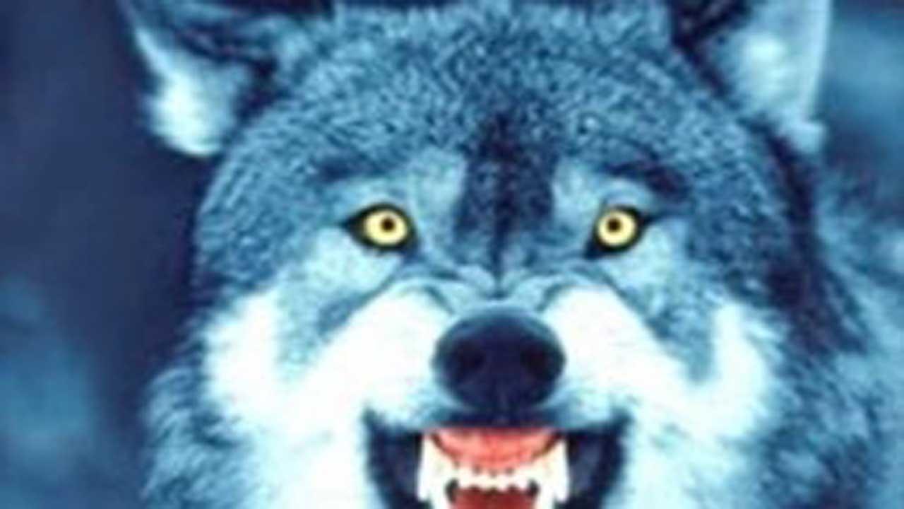 Kurtlar parmaklarını yedi