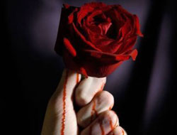 Dikensiz gül gerçek oldu!