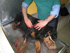 Köpeğe kurşun sıktılar!