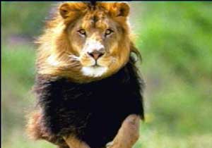 Mafya kaplanı aslanı parçaladı!