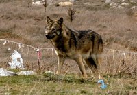 Bu Alman değil, Türk kurdu!