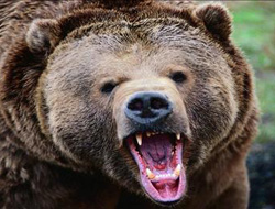 KTÜ'de Ayı araştırması