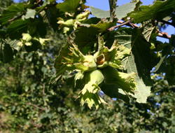 Trabzon'da çiftçilere duyuru
