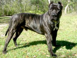 Köpeğini bulana Karadeniz turu