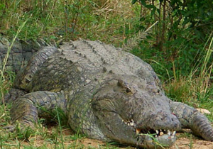 Onun intiharı tüyler ürpetti!