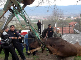 İneğin çektiği acı sahibini ağlattı!