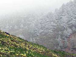 Gümüşhane'de yoğun kar!