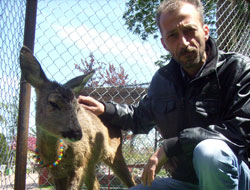 Trabzon'da Karaca aşkı...