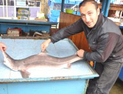 Trabzon'da bu balık şoke etti!