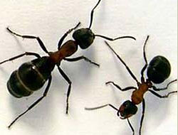 Arı iki kardeşin canını aldı