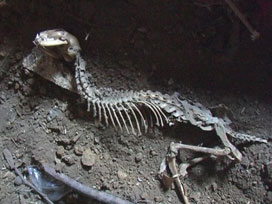 Rize'deki iskelet koruma altında