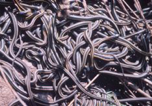 Bir çok şehri yılanlar bastı