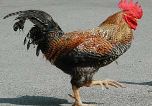 Horoz döğüştüren 7 kişi gözaltında