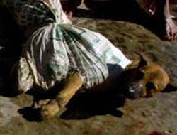 Evi köpek eti satarak geçindiriyor