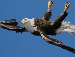 Bu Kartal ters uçuyor!