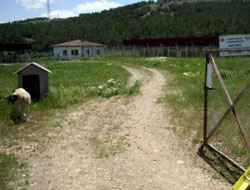 Kangal köpeği çaldılar