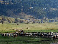 Çobana suç uydurma işlemi!