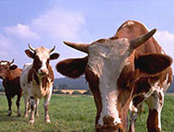 Dana, sahibini boynuzuyla öldürdü