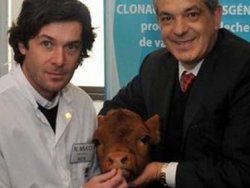 Anne Sütü veren inek!