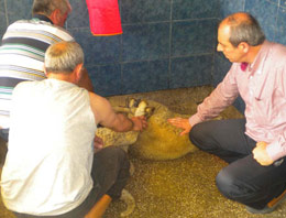 Vekil seçilemeyince kurban kesti