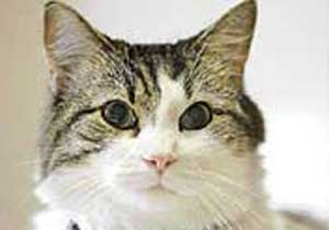 Trabzon'da pıtır davasında beraat!