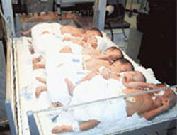 Üç dakikada altız doğurdu!