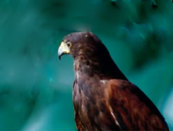 Wimbledon güvenliği onun işi!