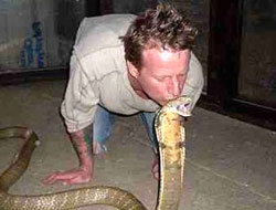 Son öpücük kobrada!