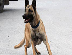 Köpeğin Tayini Çıktı!