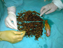 Böyle ameliyat görülmedi!