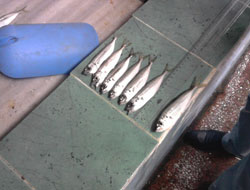 Ordu'da balıklara boy denetimi!