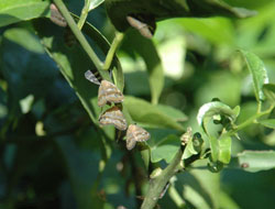 Trabzon'da R. Simulans paniği