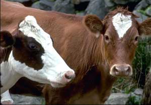 Gümüşhane'de şap alarmı