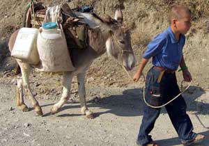 3 kişiyi ısıran Eşek kuduz çıktı!