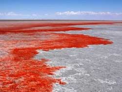 Tuz Gölü, kan gölüne döndü!