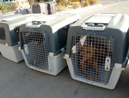 Sınıra köpek sevkiyatı!