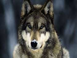 Köy kuduz karantinasına alındı