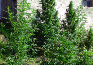 Espiye'de uyuşturucu operasyonu