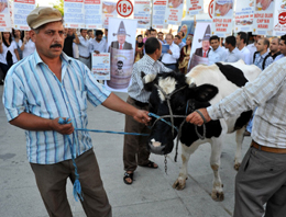 AK Partililerden inekli protesto!