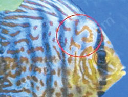 Bu balık doğuştan Trabzonsporlu!