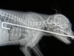 Yavru köpek çit demirini yedi