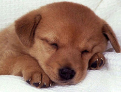 Köpek kazaya sebep oldu!