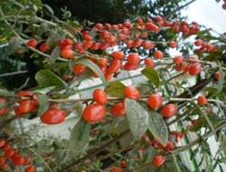 Trabzon'da kurt üzümüne ilgi