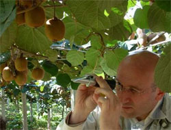 Trabzon'a kivi uyarısı