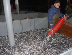 Karadeniz'de hamsi bolluğu - 27 Ekim 2011