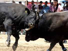 "153 Alo Boğa Kaçtı" hattı